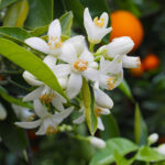květy hořkého pomerančovníků pro výrobu ecenciálního oleje neroli