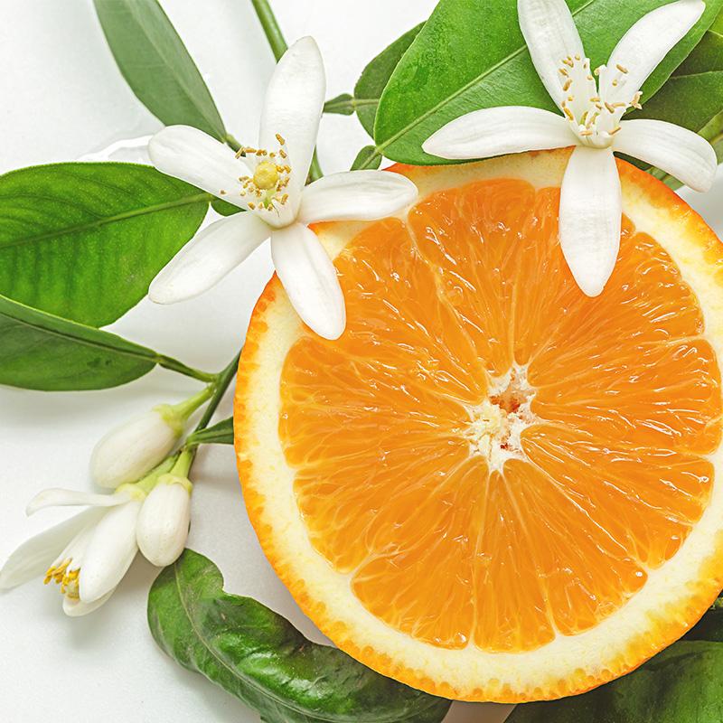 květy pomerančovníků pro výrobu ecenciálního oleje neroli