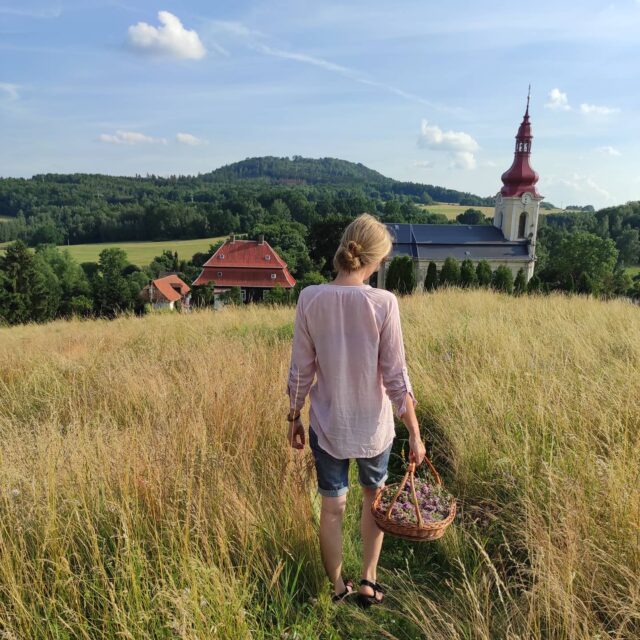 Samosběr bylin ve Volfarticích pro přírodní mýdla Koukol (Farní mýdlárna)