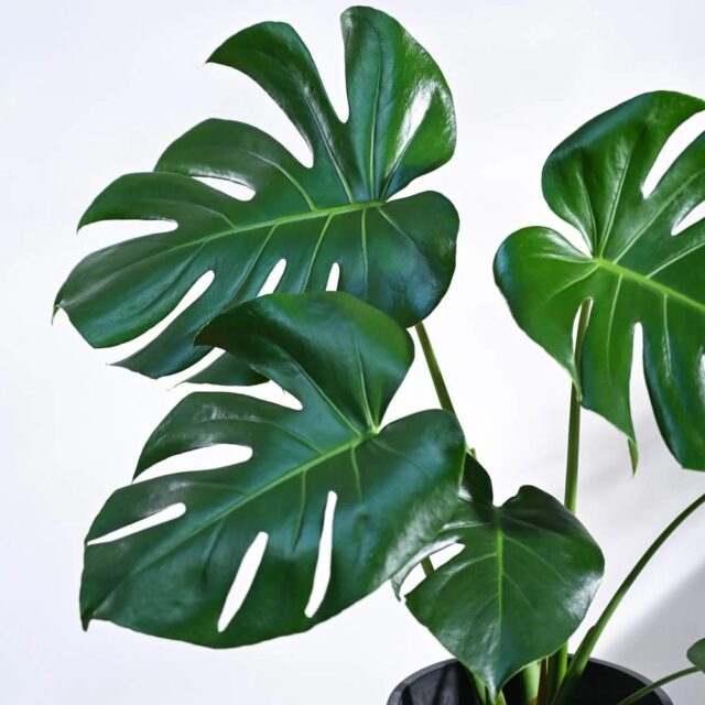monstera